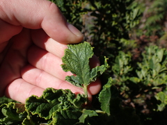 Pelargonium panduriforme