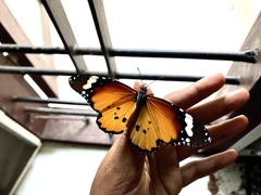 Danaus chrysippus
