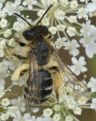Melandrena