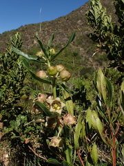 Pachycarpus dealbatus