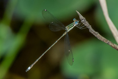 Lestes virgatus