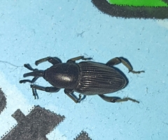 Cosmopolites sordidus