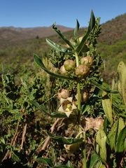 Pachycarpus dealbatus