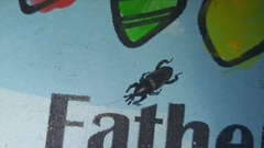 Cosmopolites sordidus