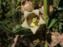 Pachycarpus dealbatus