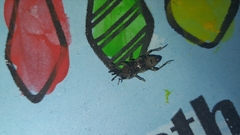 Cosmopolites sordidus