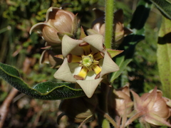 Pachycarpus dealbatus