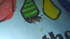 Cosmopolites sordidus