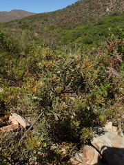 Morella quercifolia