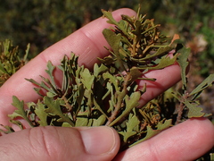Morella quercifolia