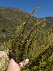 Cliffortia tuberculata