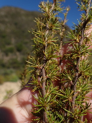Cliffortia tuberculata