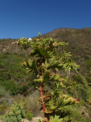 Pelargonium ribifolium