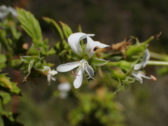 Pelargonium ribifolium