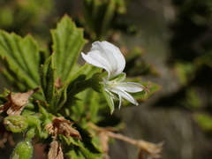 Pelargonium ribifolium