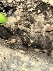 Bradybaena similaris