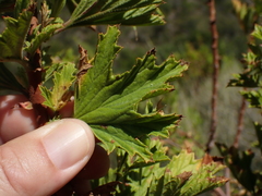 Pelargonium ribifolium