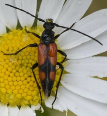 Stenurella bifasciata