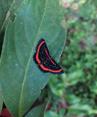Amarynthis meneria