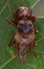 Conopidae
