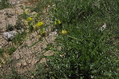 Astragalus oocephalus