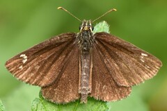 Heteropterus morpheus