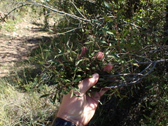 Maytenus acuminata acuminata