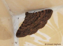 Polydesma boarmoides