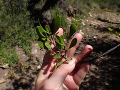 Searsia lucida lucida
