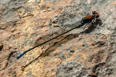 Pseudagrion massaicum