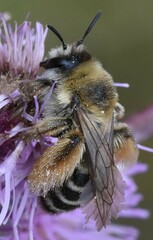 Dasypoda hirtipes