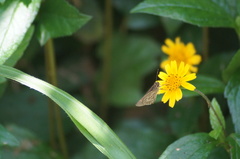 Vehilius stictomenes