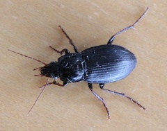 Calathus fuscipes