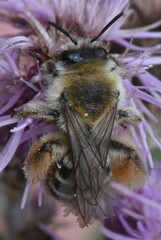 Dasypoda hirtipes
