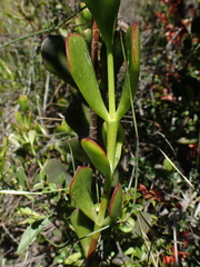 Cotyledon woodii