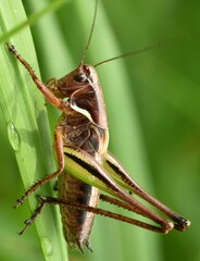 Metrioptera brachyptera