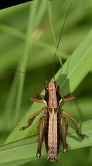 Metrioptera brachyptera