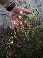Maytenus acuminata acuminata