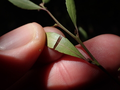 Maytenus acuminata acuminata