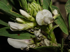 Vicia faba