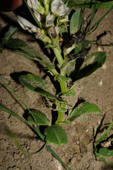 Vicia faba
