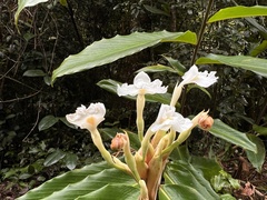 Alpinia arctiflora