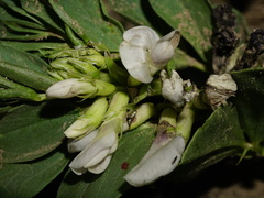 Vicia faba