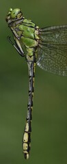 Ophiogomphus cecilia
