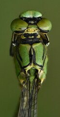 Ophiogomphus cecilia