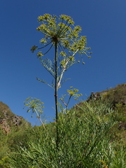 Notobubon ferulaceum