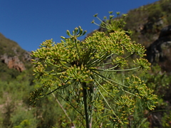 Notobubon ferulaceum