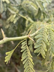 Prosopis juliflora