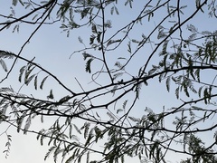 Prosopis juliflora