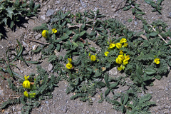 Astragalus pinetorum pinetorum